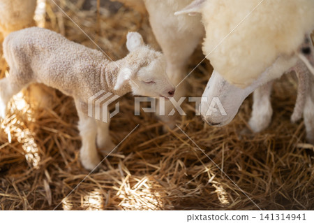 newborn lamb with mother sheep on farm newborn lamb with mother sheep on farm 141314941