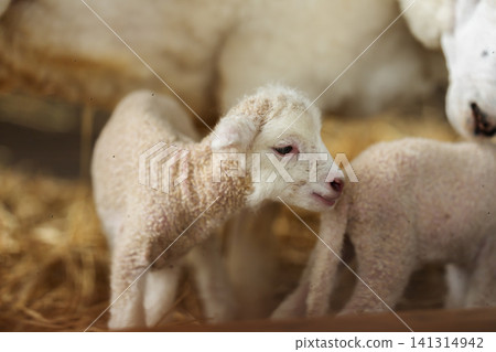 newborn lamb with mother sheep on farm newborn lamb with mother sheep on farm 141314942