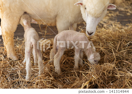 newborn lamb feeding or drinking milk from mother sheep on farm newborn lamb feeding or drinking milk from mother sheep on farm 141314944
