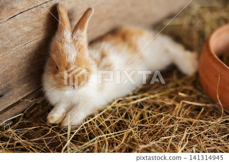 Rabbit or Bunny or Hare resting on ground Rabbit or Bunny or Hare resting on ground 141314945