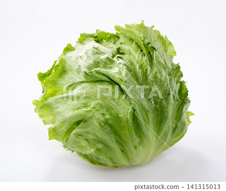 生菜 生菜 141315013