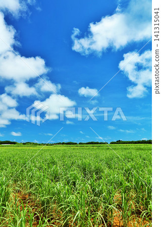 沖繩宮古島夏日藍天與甘蔗田 141315041