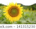 Sunflower blooming towards the sun 141315230