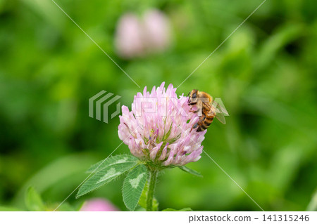 A European honeybee perched on a red clover flower. A European honeybee perched on a red clover flower. 141315246