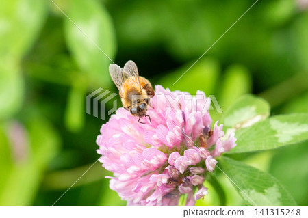 European honeybees collecting nectar from red clover. European honeybees collecting nectar from red clover. 141315248