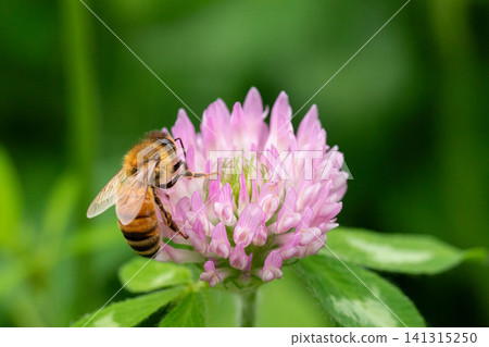 Macro photographs of red clover and European honeybees Macro photographs of red clover and European honeybees 141315250