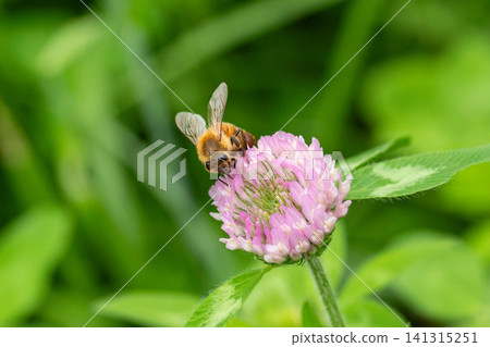 European honeybees collecting nectar from red clover. European honeybees collecting nectar from red clover. 141315251