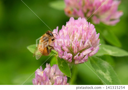 European honeybees engaging in pollination activities European honeybees engaging in pollination activities 141315254