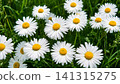 Fresh White Daisy Flowers in Lush Green Grass 141315275