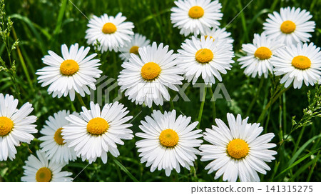 Fresh White Daisy Flowers in Lush Green Grass Fresh White Daisy Flowers in Lush Green Grass 141315275