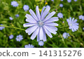 Blue Chicory Flower Blooming in Meadow Close Up 141315276