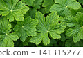 Fresh Green Leaves Background with Natural Foliage Texture 141315277