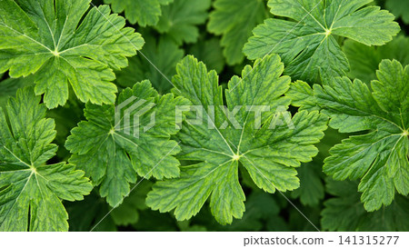 Fresh Green Leaves Background with Natural Foliage Texture Fresh Green Leaves Background with Natural Foliage Texture 141315277