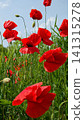 Beautiful Red Poppy Flowers Against Blue Sky 141315278