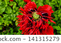 Red Fringed Poppy Flower Close Up with Green Seed Pod in Bloom 141315279