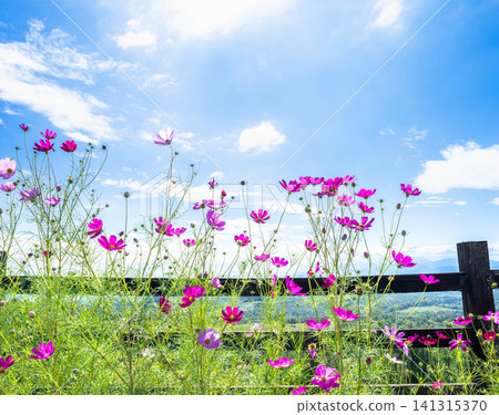 在北海道瀧川市丸香高原上,秋高氣爽的天空下,波斯菊盛開。 在北海道瀧川市丸香高原上,秋高氣爽的天空下,波斯菊盛開。 141315370