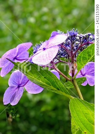淺紫色繡球花 141315390