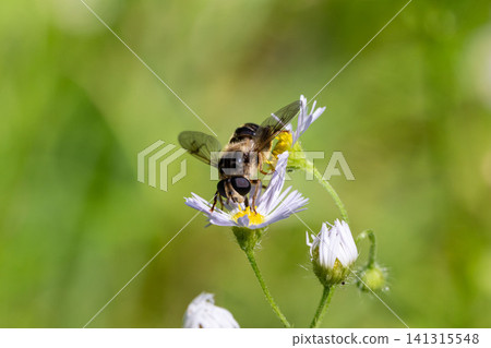 Hoverflies collecting nectar from fleabane flowers Hoverflies collecting nectar from fleabane flowers 141315548