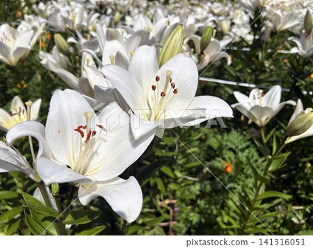 陽光下,一朵白色百合花的特寫 陽光下,一朵白色百合花的特寫 141316051