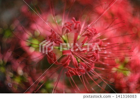 Close-up and bokeh of spider lilies viewed from above. Close-up and bokeh of spider lilies viewed from above. 141316083