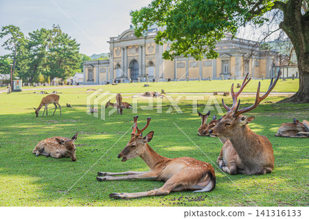 A herd of deer relaxing in the shade of a tree in Nara Park. A herd of deer relaxing in the shade of a tree in Nara Park. 141316133