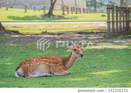 Deer cool off in the shade Nara Park Deer cool off in the shade Nara Park 141316135