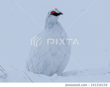 我在雪地裡遇到了一隻雷鳥。 我在雪地裡遇到了一隻雷鳥。 141316158