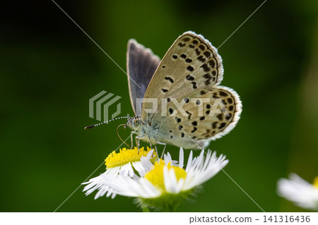 Close-up of a small butterfly perched on a fleabane flower. Close-up of a small butterfly perched on a fleabane flower. 141316436