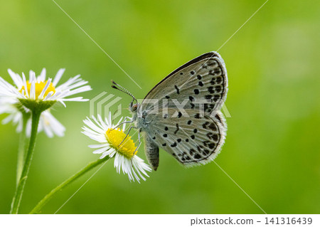 A small butterfly sipping nectar from a fleabane flower. A small butterfly sipping nectar from a fleabane flower. 141316439