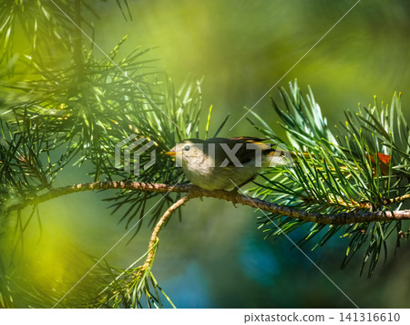 Small songbird sitting on a conifer branch, natural wildlife photography. Small songbird sitting on a conifer branch, natural wildlife photography. 141316610