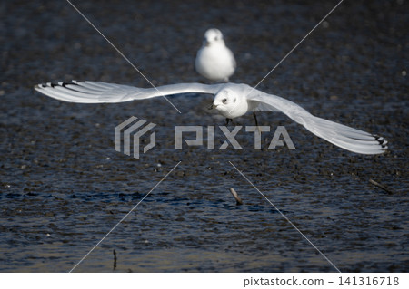 黑頭鷗是一種稀有瀕危的野生鳥類，它換上了冬羽，在九州東部的潮灘上翱翔。 141316718