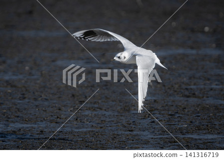 黑頭鷗是一種稀有瀕危的野生鳥類,它換上了冬羽,在九州東部的潮灘上翱翔。 黑頭鷗是一種稀有瀕危的野生鳥類,它換上了冬羽,在九州東部的潮灘上翱翔。 141316719