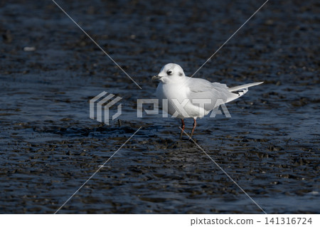黑頭鷗是一種稀有瀕危的野生鳥類，它換上了冬羽，在九州東部的潮灘上翱翔。 141316724