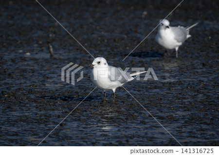 黑頭鷗是一種稀有瀕危的野生鳥類,它換上了冬羽,在九州東部的潮灘上翱翔。 黑頭鷗是一種稀有瀕危的野生鳥類,它換上了冬羽,在九州東部的潮灘上翱翔。 141316725
