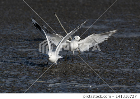 A rare, endangered wild bird, the Black-headed Gull, in its winter plumage, soars its wings on the tidal flats east of Kyushu. A rare, endangered wild bird, the Black-headed Gull, in its winter plumage, soars its wings on the tidal flats east of Kyushu. 141316727