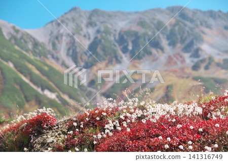 秋季矮生杜鵑成簇生長,背景是正在變色的立山山脈。 秋季矮生杜鵑成簇生長,背景是正在變色的立山山脈。 141316749