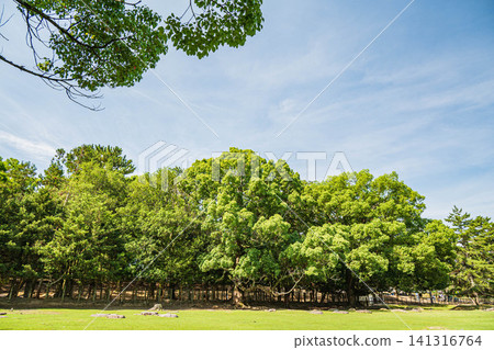 Nara Park in the summer Nara Park in the summer 141316764