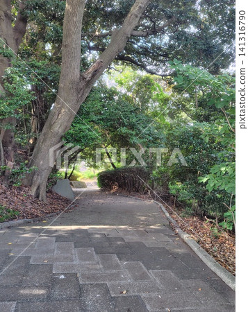 大田山公園的斜坡 141316790