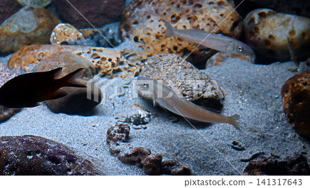 Aquarium fish Aquarium fish 141317643