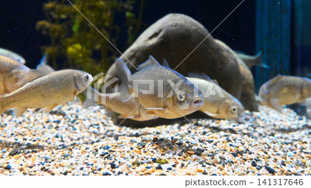 Aquarium fish 141317646