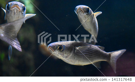 Aquarium fish Aquarium fish 141317648