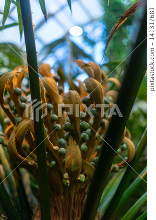 cycas rumphii green plant at botanical garden cycas rumphii green plant at botanical garden 141317681