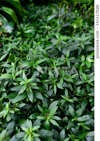 capsicum nigrum plant at botanical garden, green foliage background capsicum nigrum plant at botanical garden, green foliage background 141317686