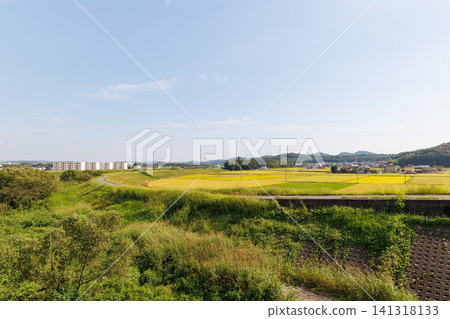 Golden rice fields viewed from Nanago Bridge (Nishiwaki-cho, Ono City, Hyogo Prefecture) 141318133