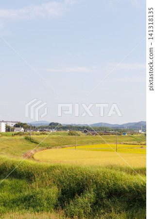 從七子橋眺望金色的稻田（兵庫縣大野市西脅町） 141318135