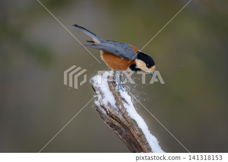 The Japanese tit, a cute little Japanese wild bird, stands amidst the winter snowscape. 141318153