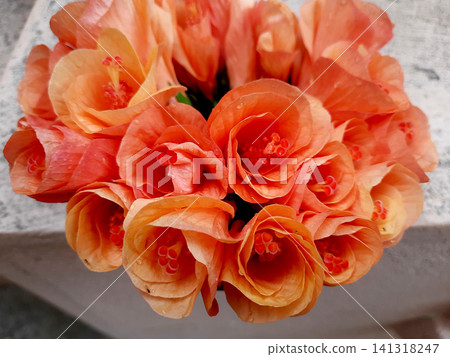 Bouquet of Orange Hibiscus Bouquet of Orange Hibiscus 141318247