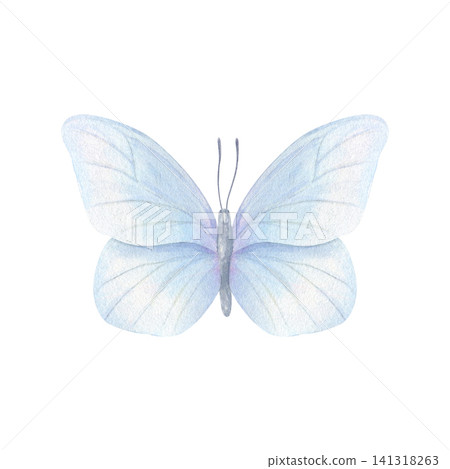 Watercolor butterfly with blue translucent wings isolated illustration. Delicate flying insect for spring greeting card, botanical study, symbol of change or decorative design 141318263