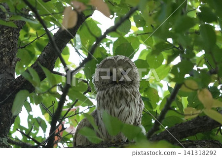 A Ural owl resting in the forest. A Ural owl resting in the forest. 141318292