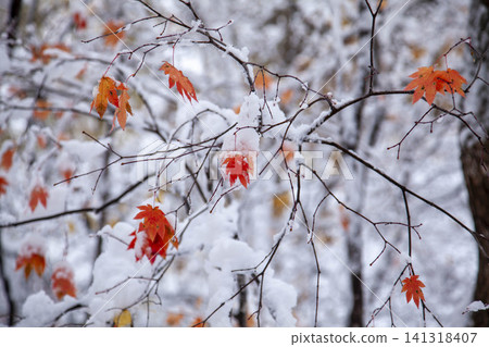 Autumn leaves adorned with the first snow of Hokkaido, a natural landscape reflecting the changing seasons. Autumn leaves adorned with the first snow of Hokkaido, a natural landscape reflecting the changing seasons. 141318407